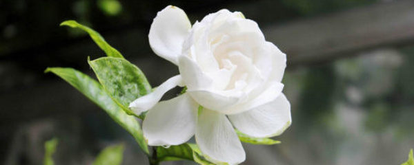 栀子花怎样养殖和养护,百度栀子花的养殖方法