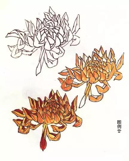 菊花国画入门简单教程,国画菊花画法技法教程