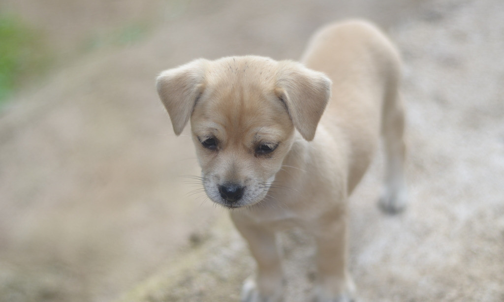 犬瘟热沾染人身上多久,犬瘟热一定要用干扰素吗