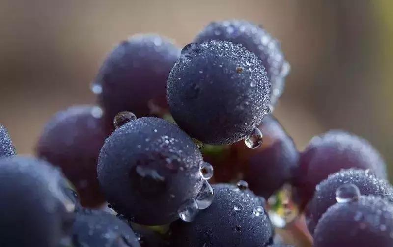 怎么把葡萄变得更好吃,怎么把葡萄种心形