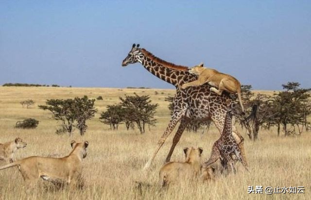 吃长颈鹿治艾滋病？为保护谣言下的生命他们建了家世界唯一的酒店