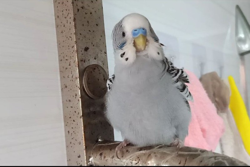 虎皮鹦鹉一共几种颜色,虎皮鹦鹉哪个品种最聪明