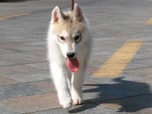 狗界的拆家神器哈士奇,拆家大队哈士奇全集