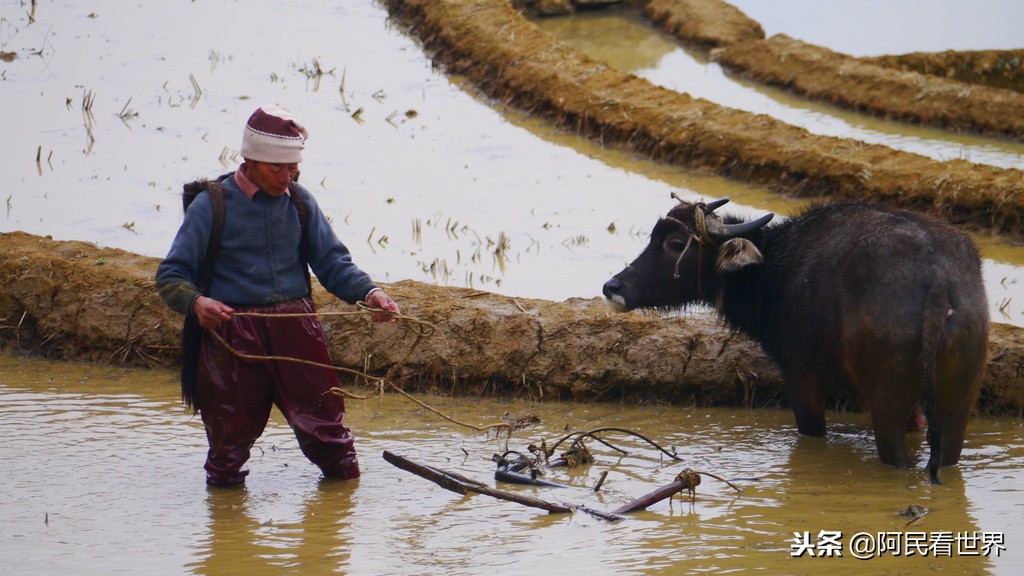 云南普者黑元阳坝美6天旅游攻略,云南建水普者黑旅游路线