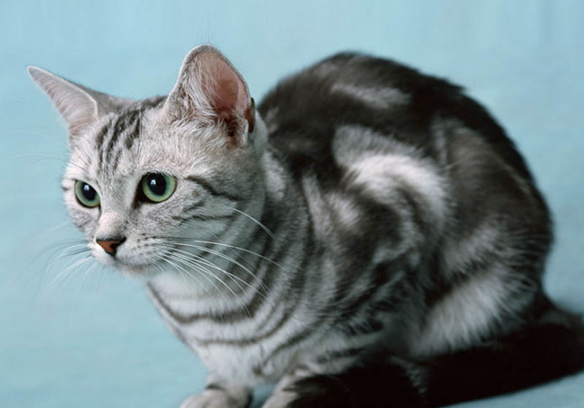 预防猫咪掉毛最好的方法,猫咪掉毛又很想撸怎么办