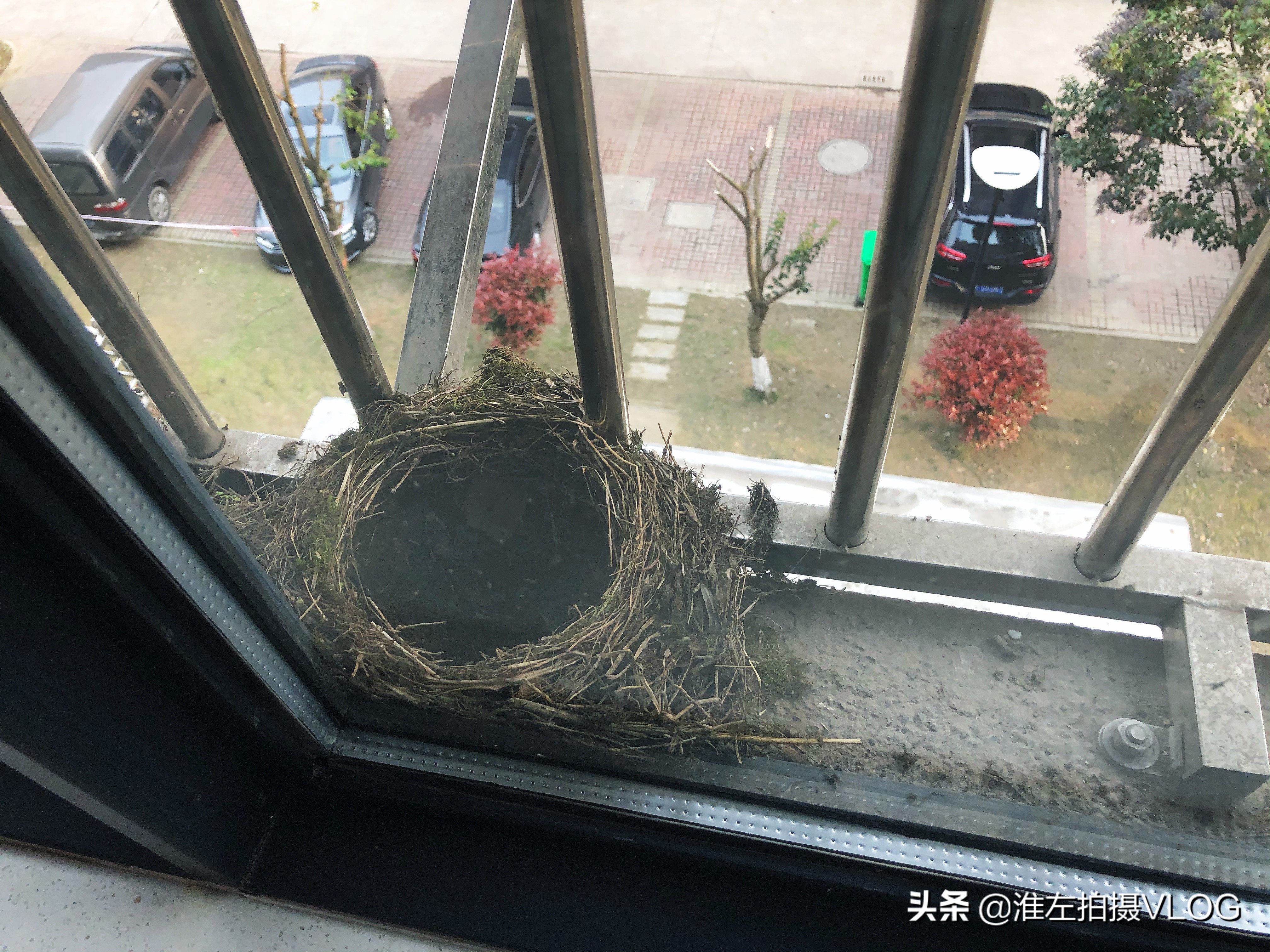 在野外发现一个无比美丽的鸟窝,故地来重游