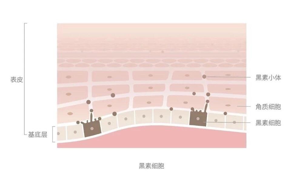 黑色痘印怎么能彻底消除,黑色痘印怎么消除小妙招视频