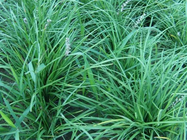 中医怎么治喘证,治喘十三法详解