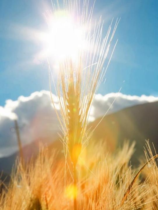 风吹麦浪诗词七绝,风吹麦浪诗词原创