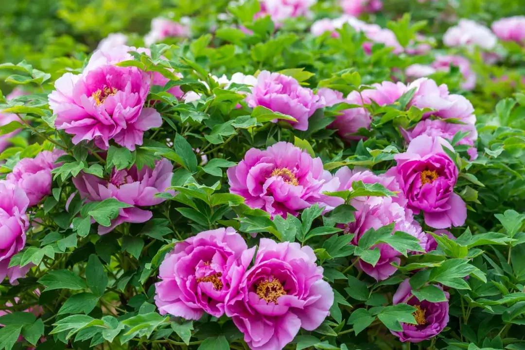 好书推荐快来领取你的宝藏书单,100种百花图谱大全