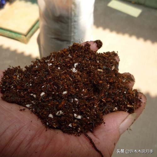 买到牙签苗怎么办,月季牙签苗能买吗