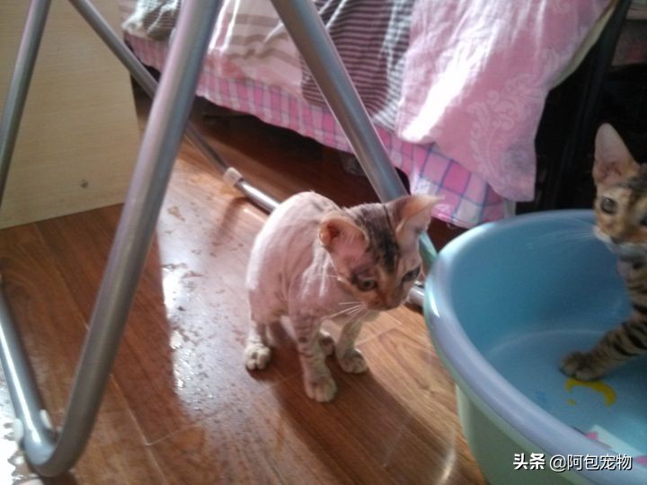 怎样才能彻底治愈猫癣呢,怎样才能彻底治愈猫癣