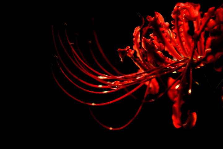 直通车低价引流操作计划,直通车怎么低价引流实操