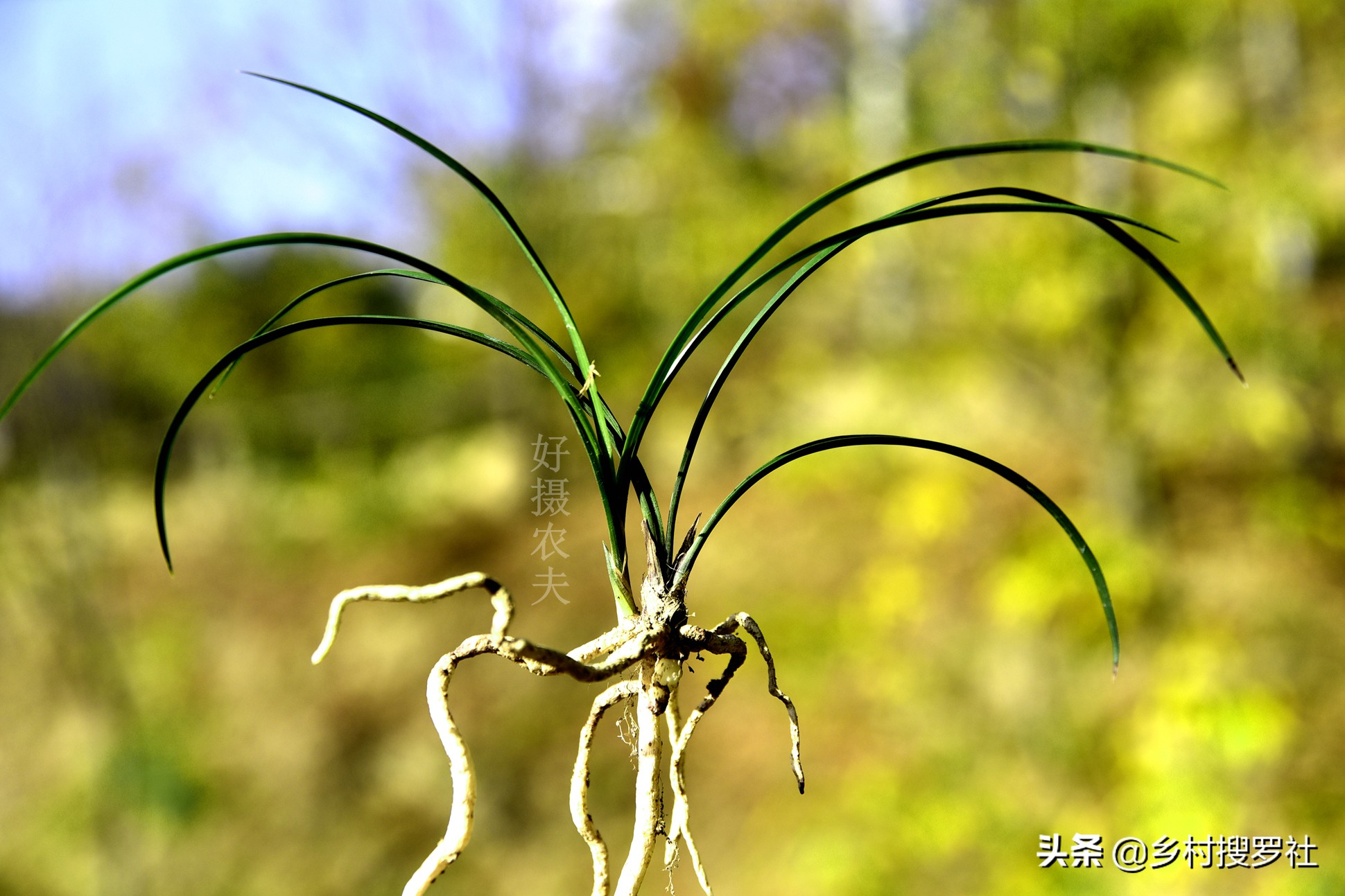 兰花要用什么肥成活率最高,兰花什么时候种植成活率高