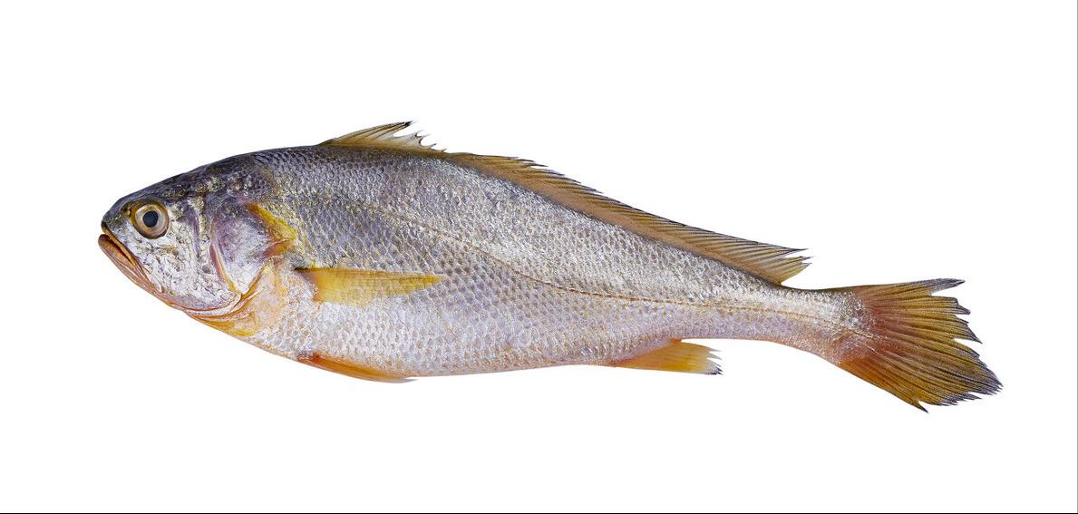 舟山渔场消失的原因,舟山渔场从繁荣变死海