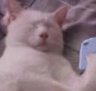 神武4电脑版75级天策属性面板,神武4电脑版五庄最全详细攻略