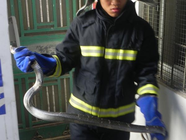 毒蛇最怕是什么蛇,蛇进家怎样区分毒蛇