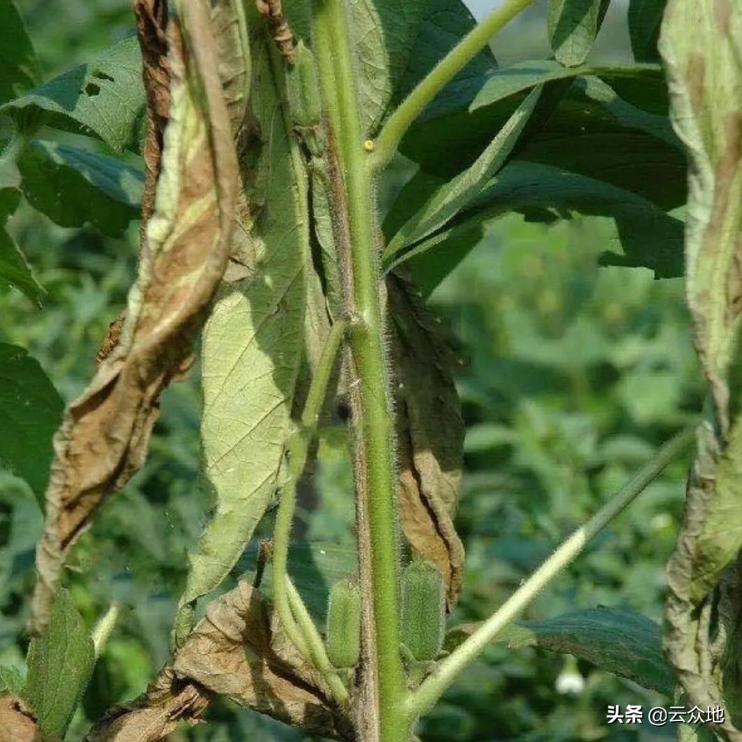芝麻因下雨发黄死苗怎么治,芝麻发生枯萎病的原因是什么