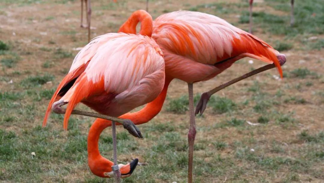 世间稀有的白色长颈鹿母子，在非洲被残忍猎杀，发现时只剩骨骼