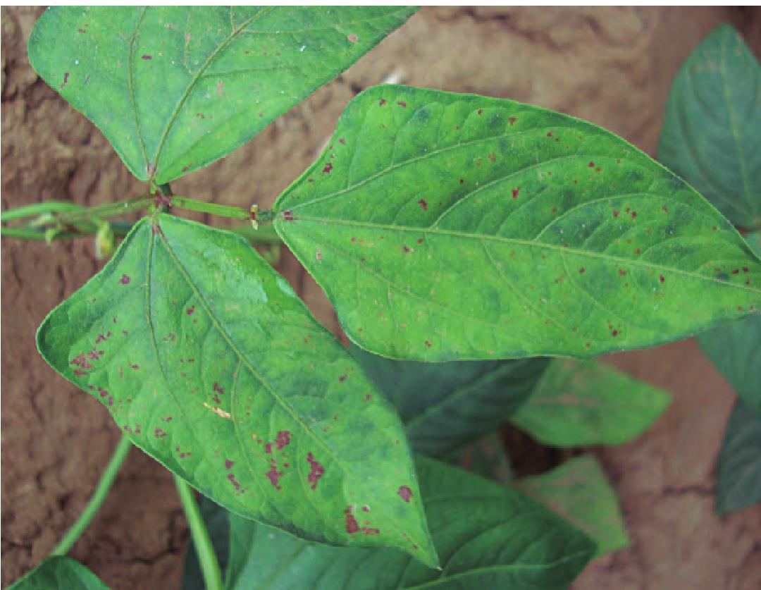 豇豆叶片出现的病虫害,豇豆斑点落叶病要用什么药打