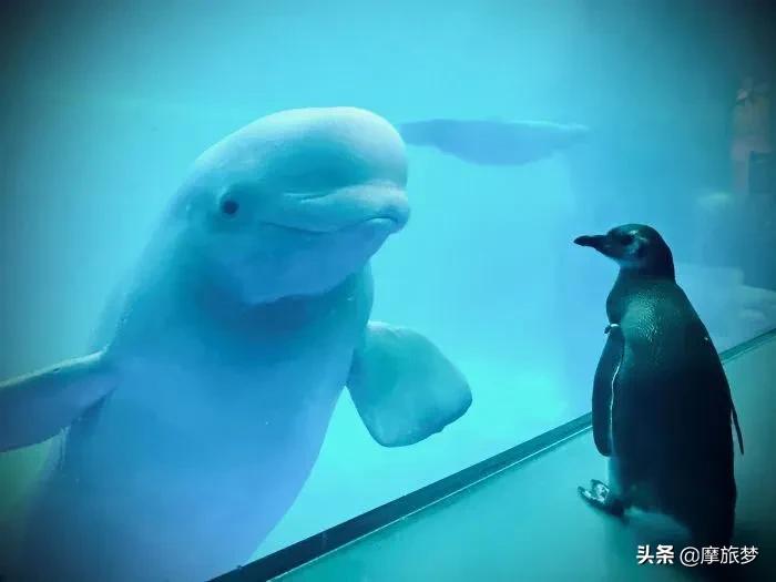 动物园发生了让人哭笑不得的事情,最孤独的动物园现状有很多游客吗