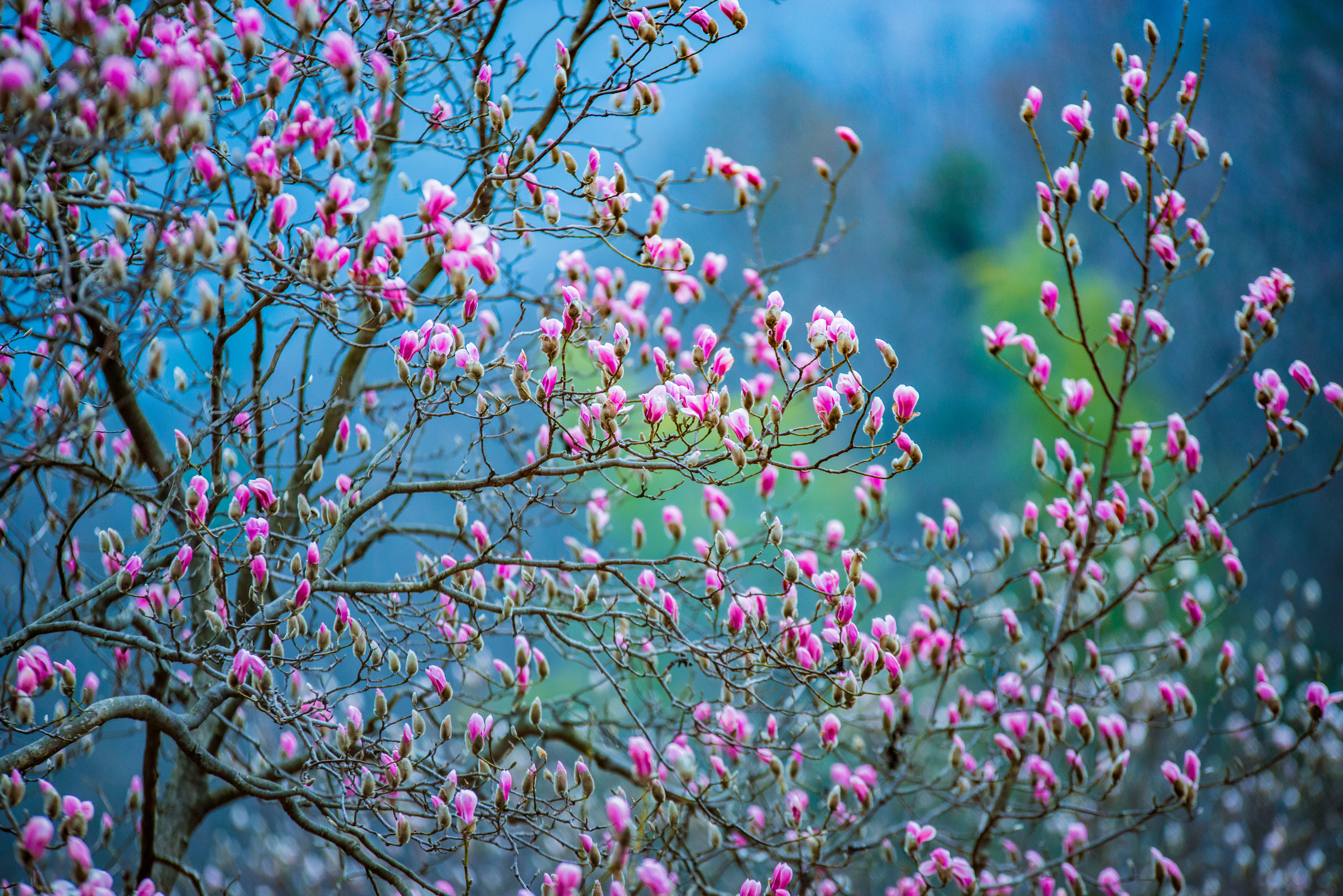 中国最大的野生玉兰,安徽天堂寨玉兰谷