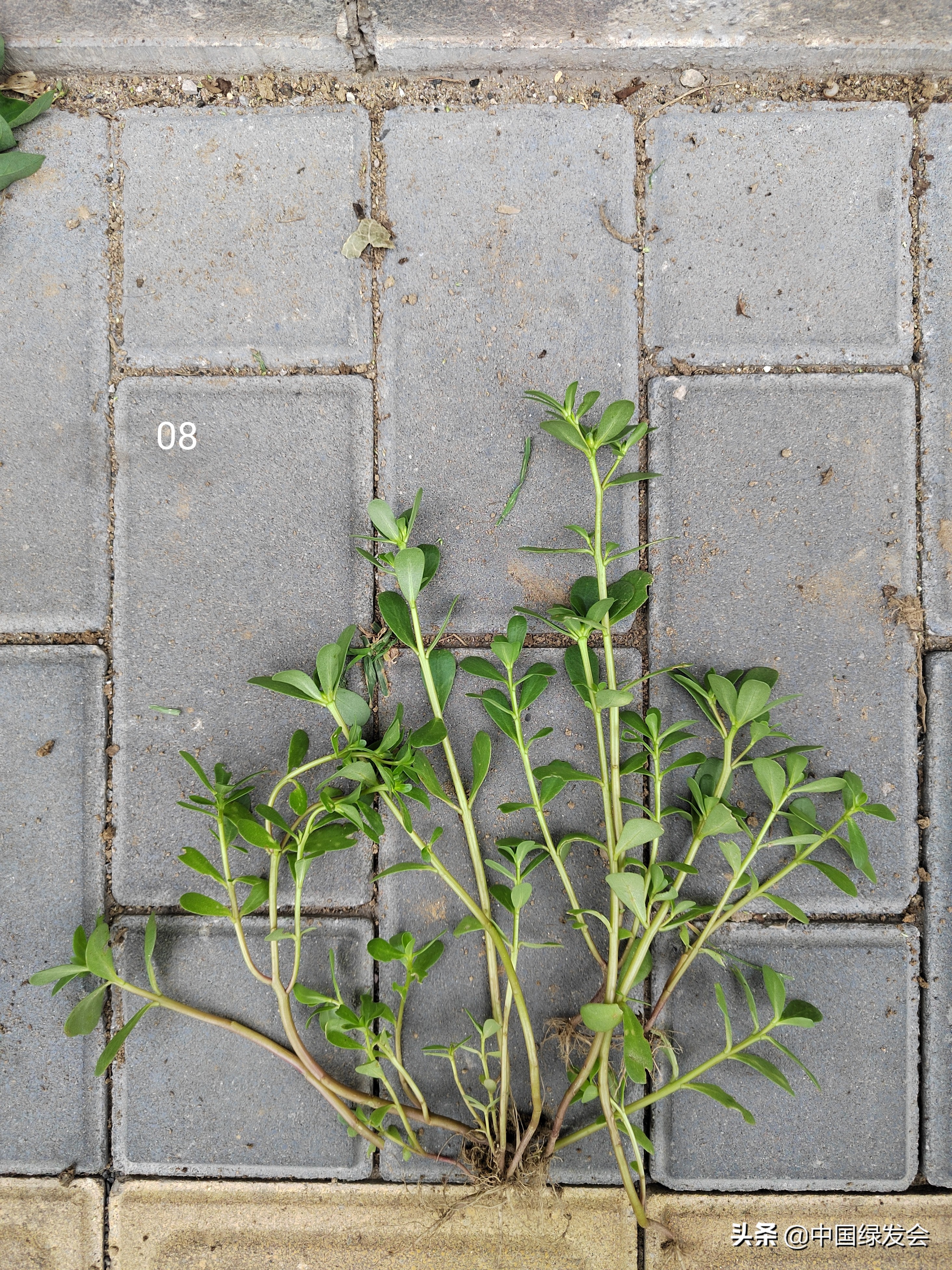 去野草留“精华”，整齐划一的草坪如何体现北京生物多样性？