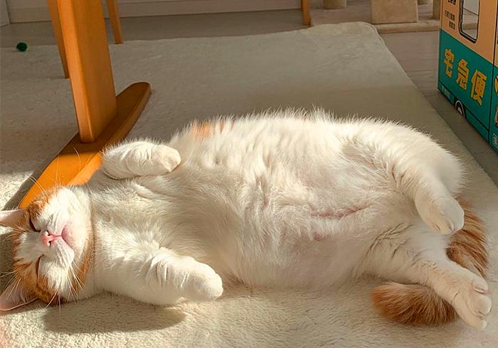 别想叫不醒一只装睡的橘猫 (一只装睡的橘猫)