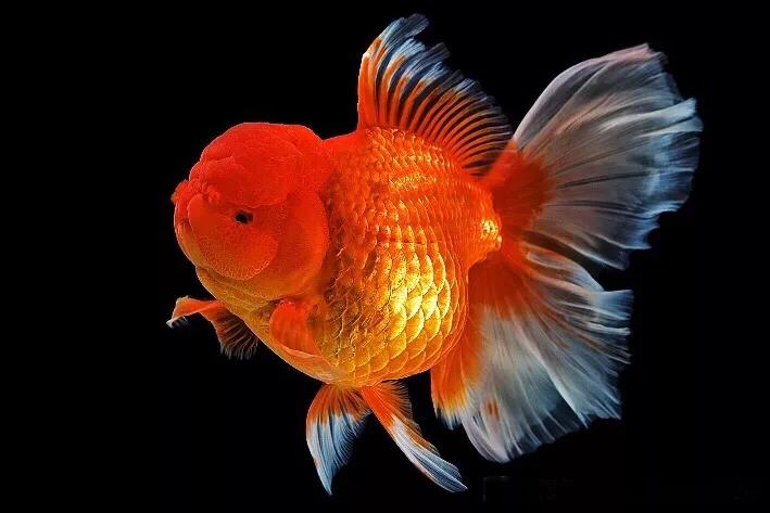 狮子头金鱼温度多少合适,狮子头金鱼喂什么饲料好