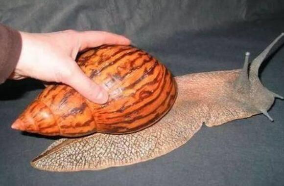 世界上最大的蜗牛能长到多大,世界上最大的蜗牛的天敌