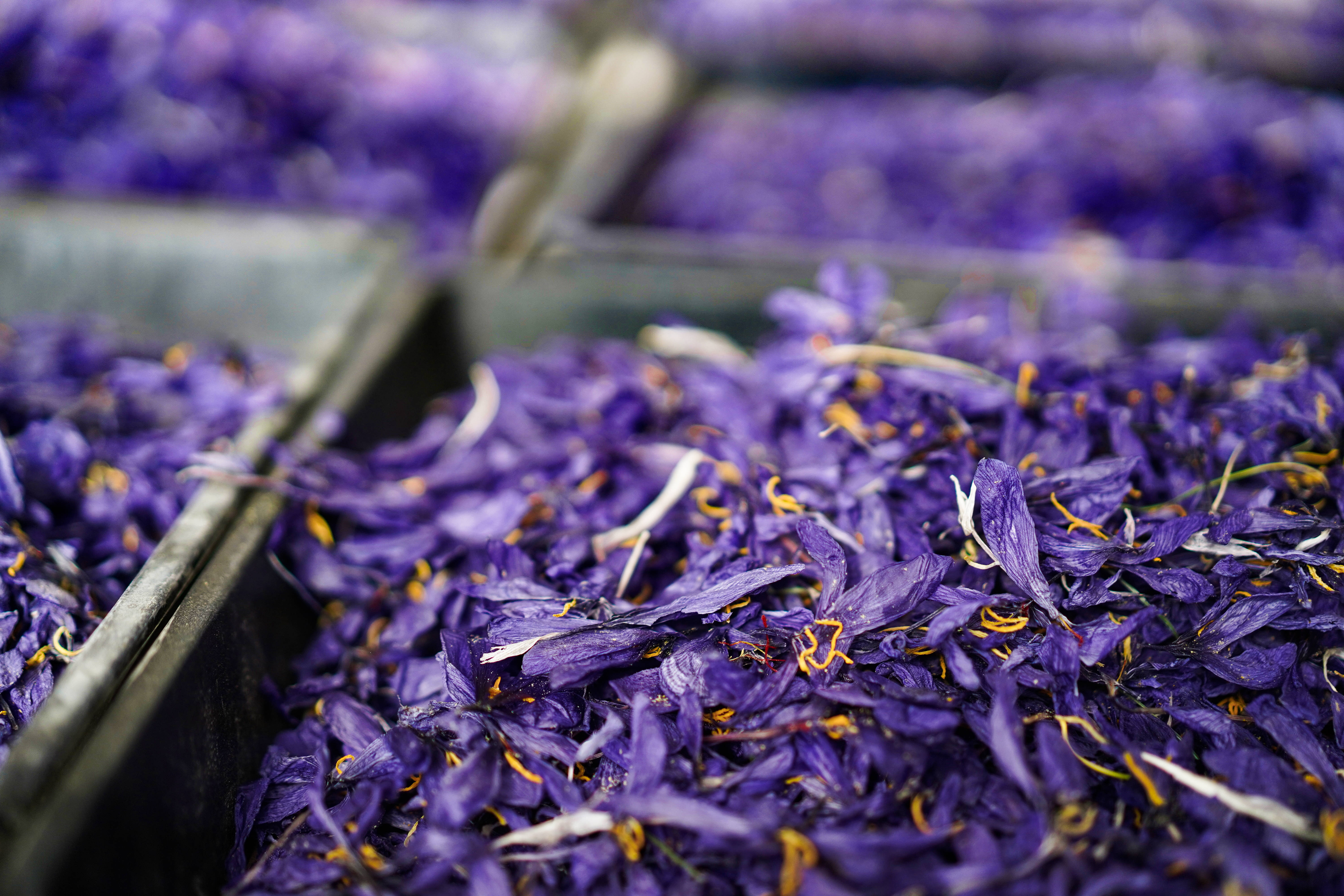 有一种植物产自伊朗和上海,却被误解为*藏西**特产,游客打飞的去买