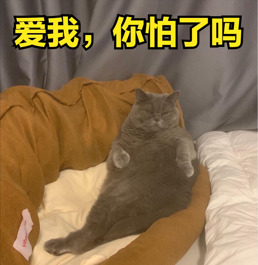养猫怎么买东西便宜,养猫人怎么买沙发