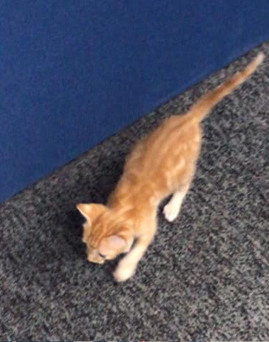 公司老板捡到了小流浪猫,员工捡到小狗养在公司里