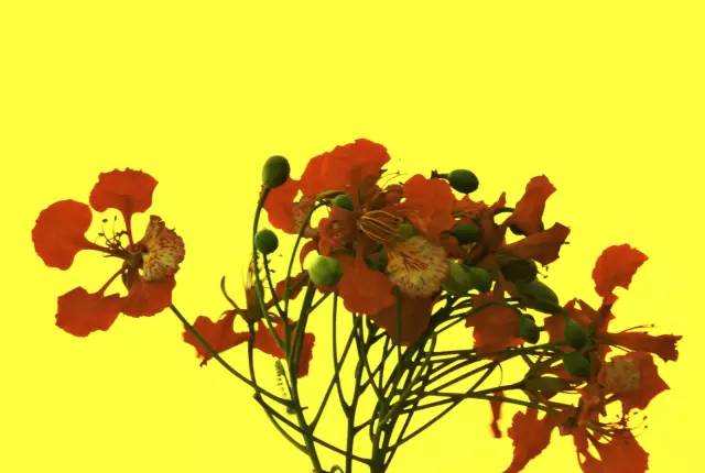 毕业季的凤凰花和栀子花,毕业季凤凰花开的时候