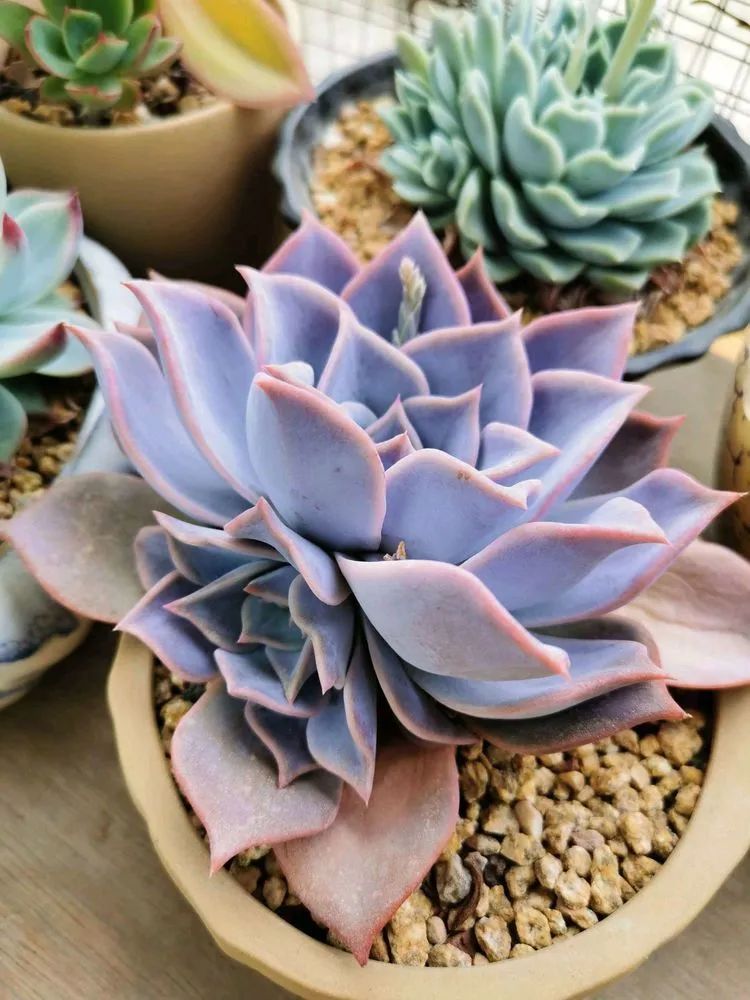 适合从小养到大的多肉,由小到大由浅入深