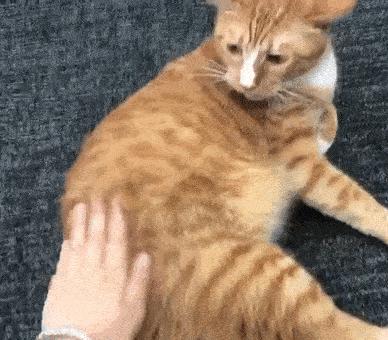 跟猫咪玩耍的时候它咬人,猫咪咬人怎么办一招教你制服