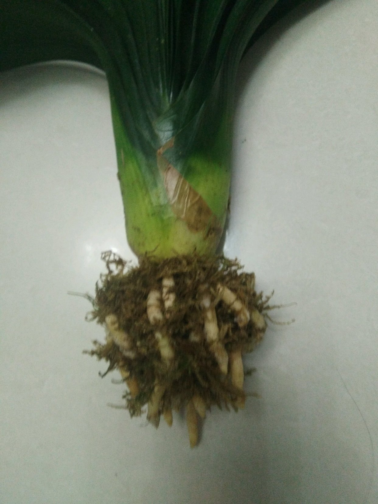 君子兰严重烂根如何发根,君子兰烂根可以用珍珠岩发根吗