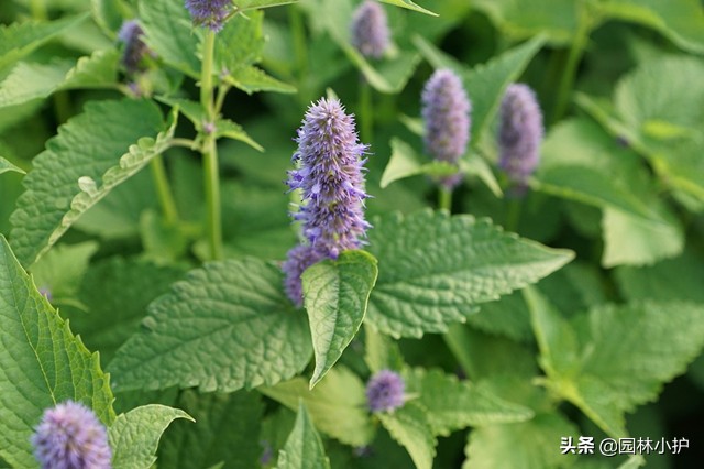 原来薄荷也开花，有点小浪漫！你见过么？