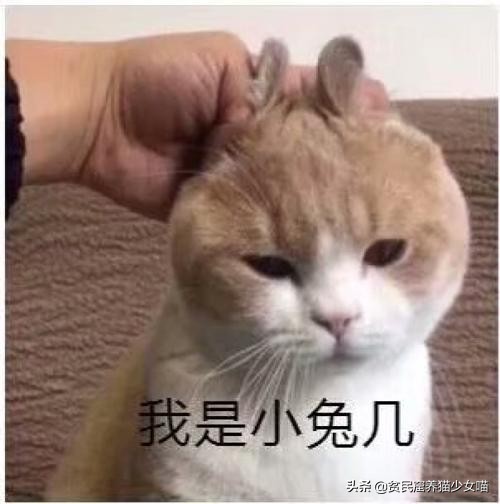 为什么狂犬病潜伏期狗没有传染性,狂犬病潜伏期会在狗身上潜伏多久