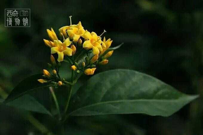 盘点古代十大剧毒,最常见的十种剧毒