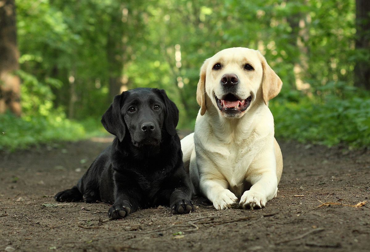 最容易被认错的狗狗品种,五种容易叛变的狗狗