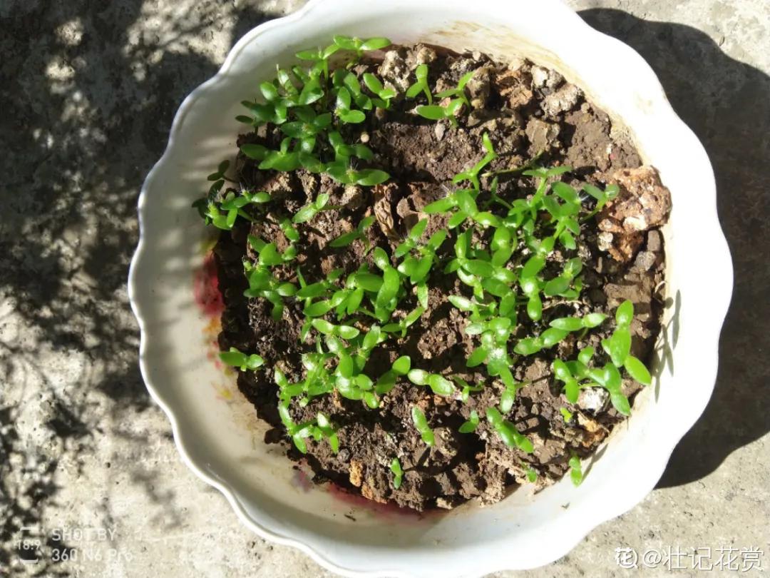 芒果核种芒果的过程,菠萝芒果核种植视频