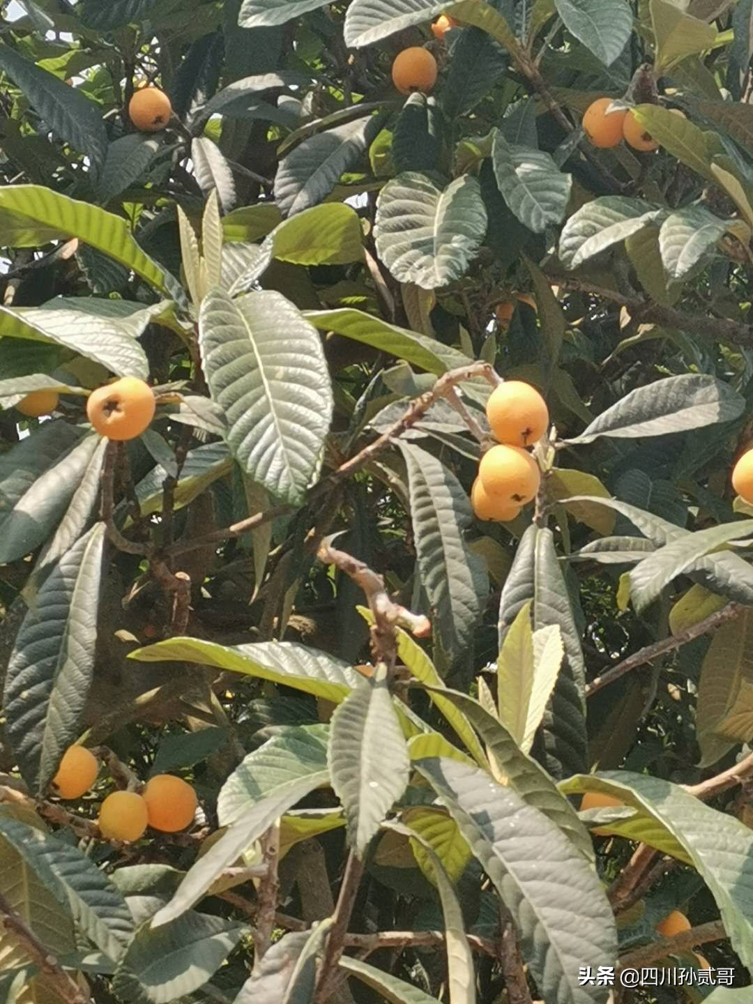 老村长农村电商,老村长农副产品直播间