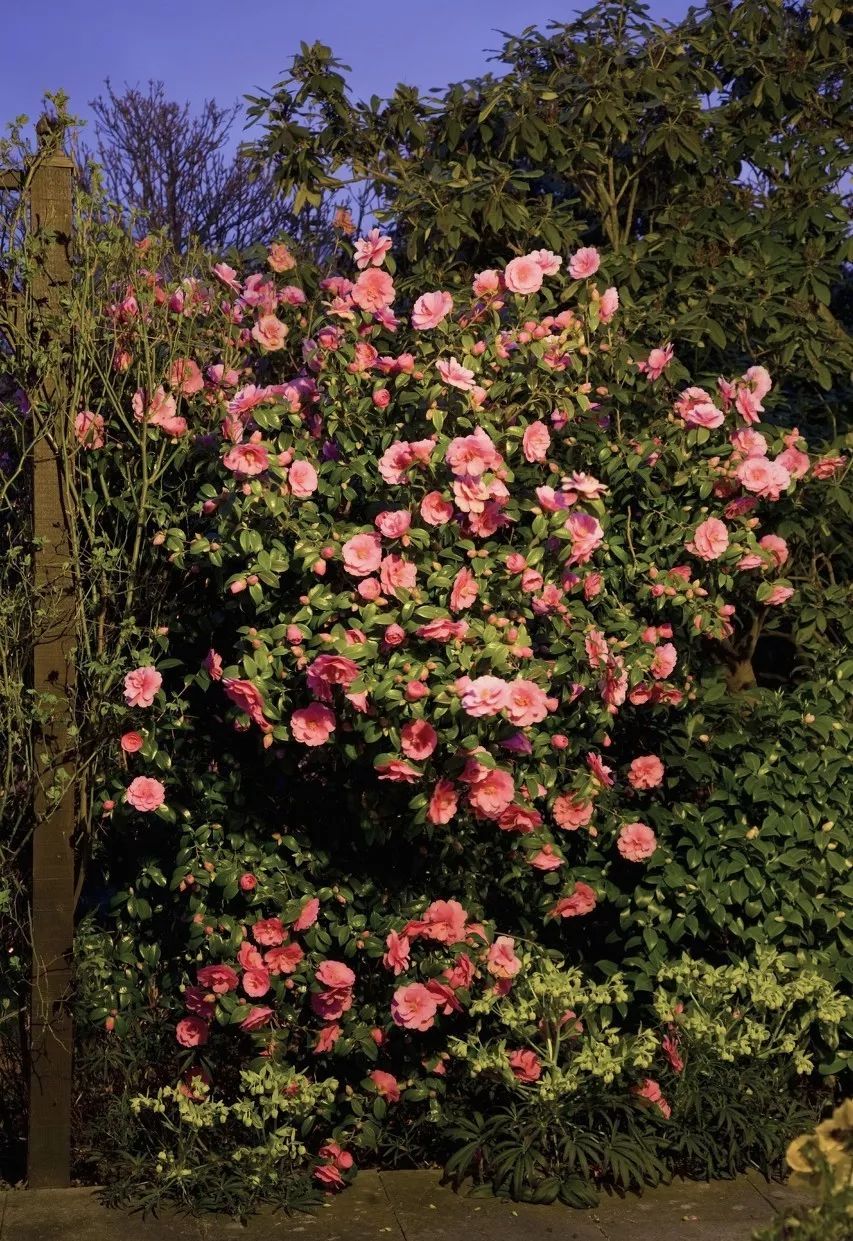 懒人山茶花,山茶花日常