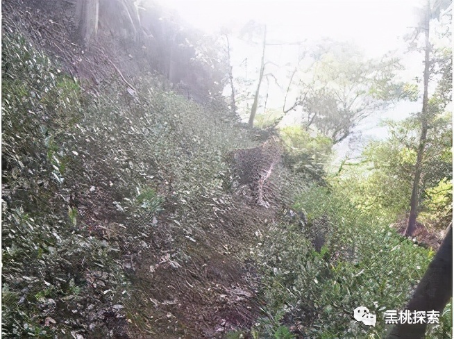 金钱豹逃跑过程,金钱豹最怕什么动物