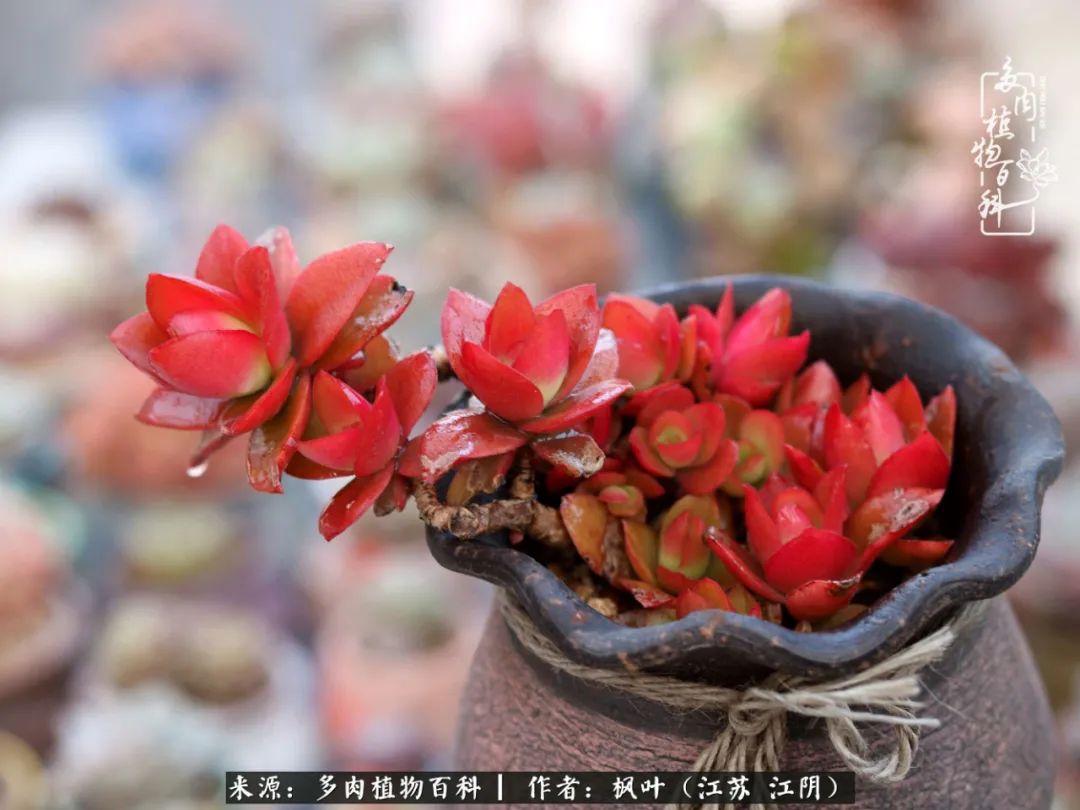 春有约，花不误，多肉与春天有个约会