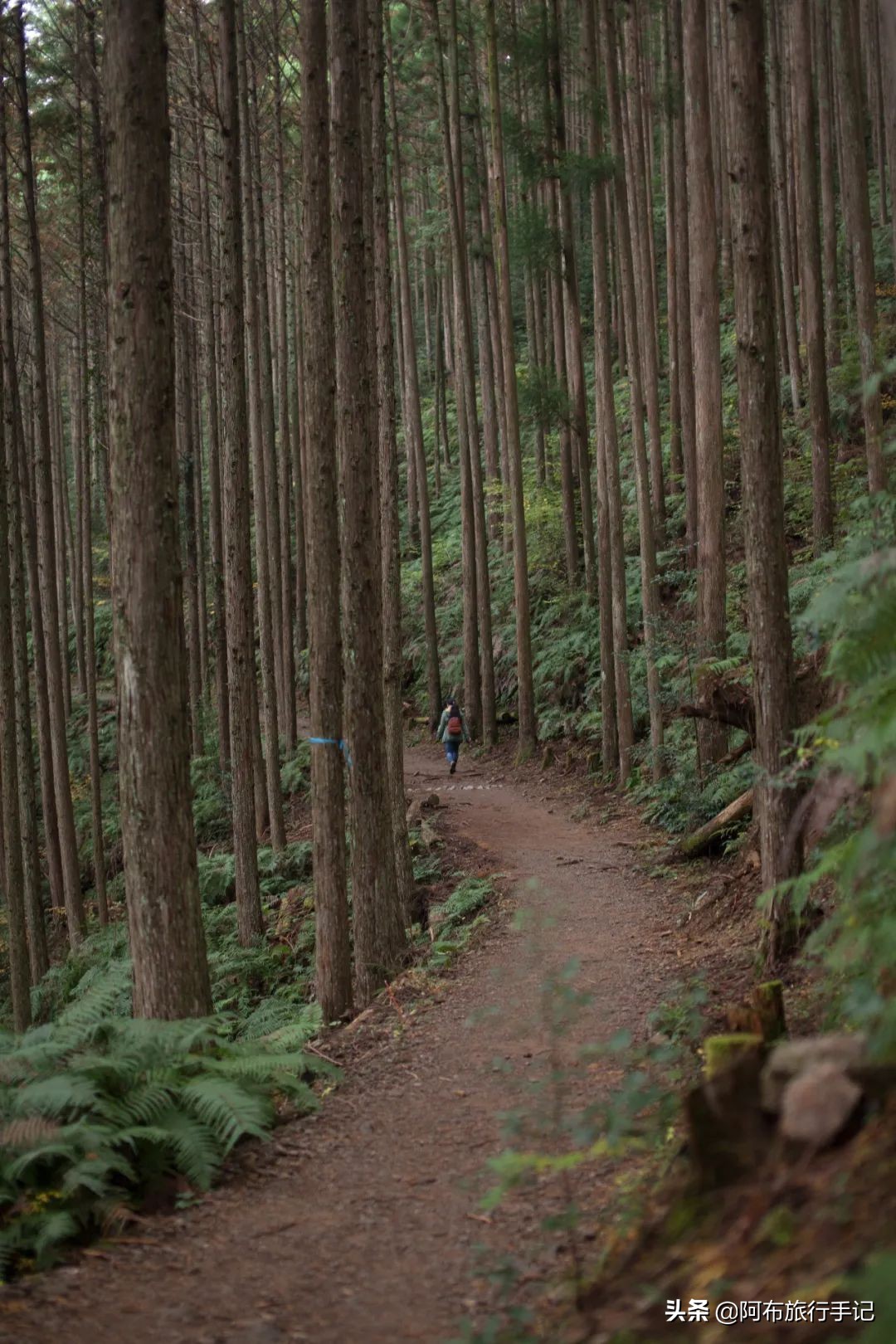 日本熊野古道拍摄,摄影师镜头下的景区