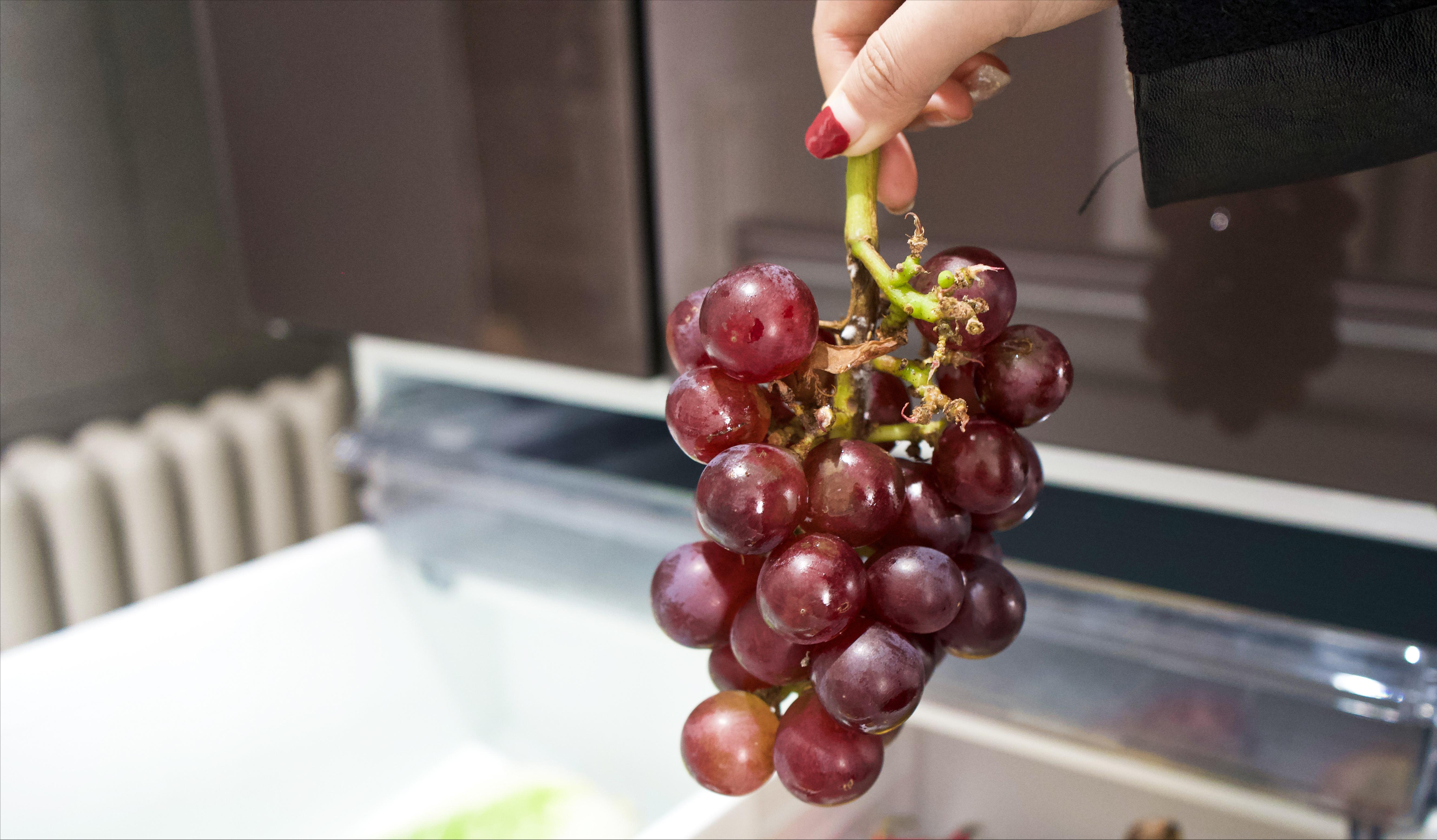 小型家用无霜冰箱东芝,小巧多功能料理机