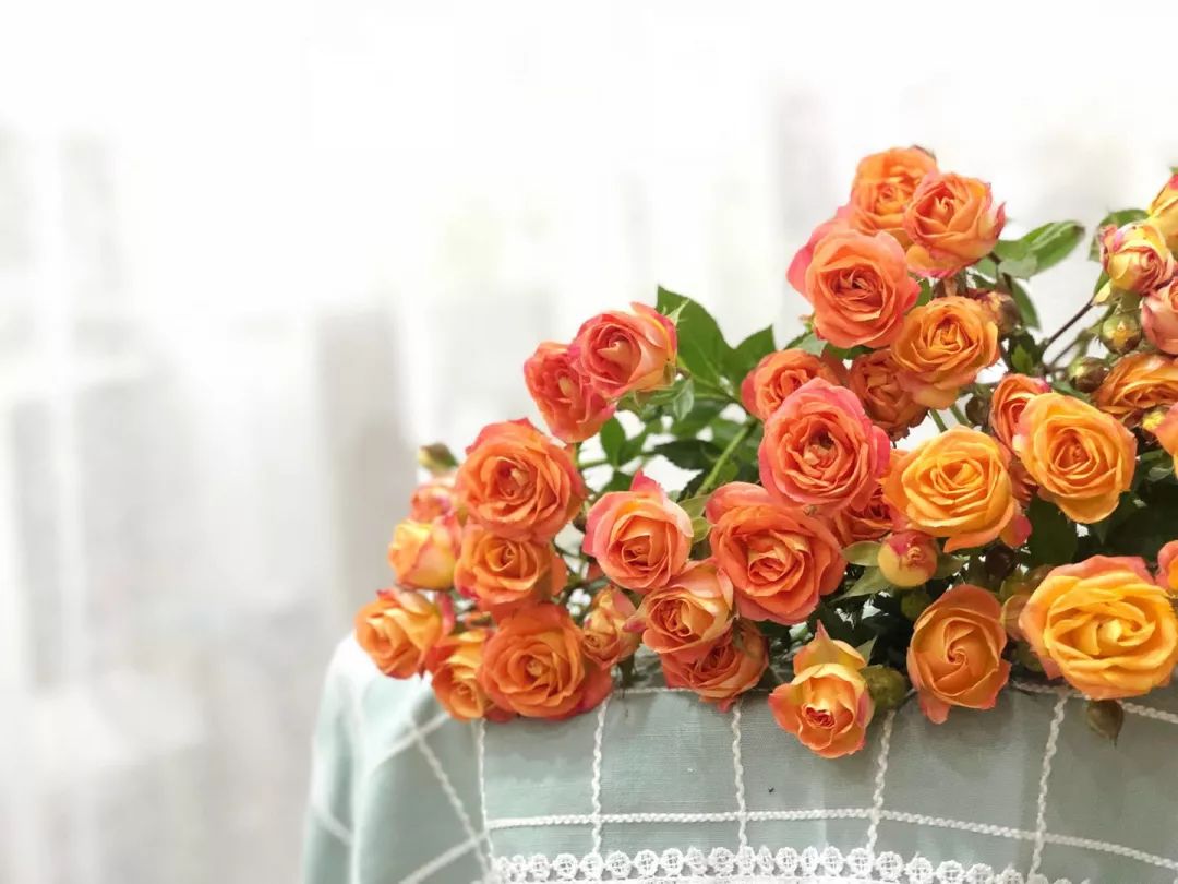 花店必备的5款玫瑰,花店常用的10款玫瑰花是哪些品种