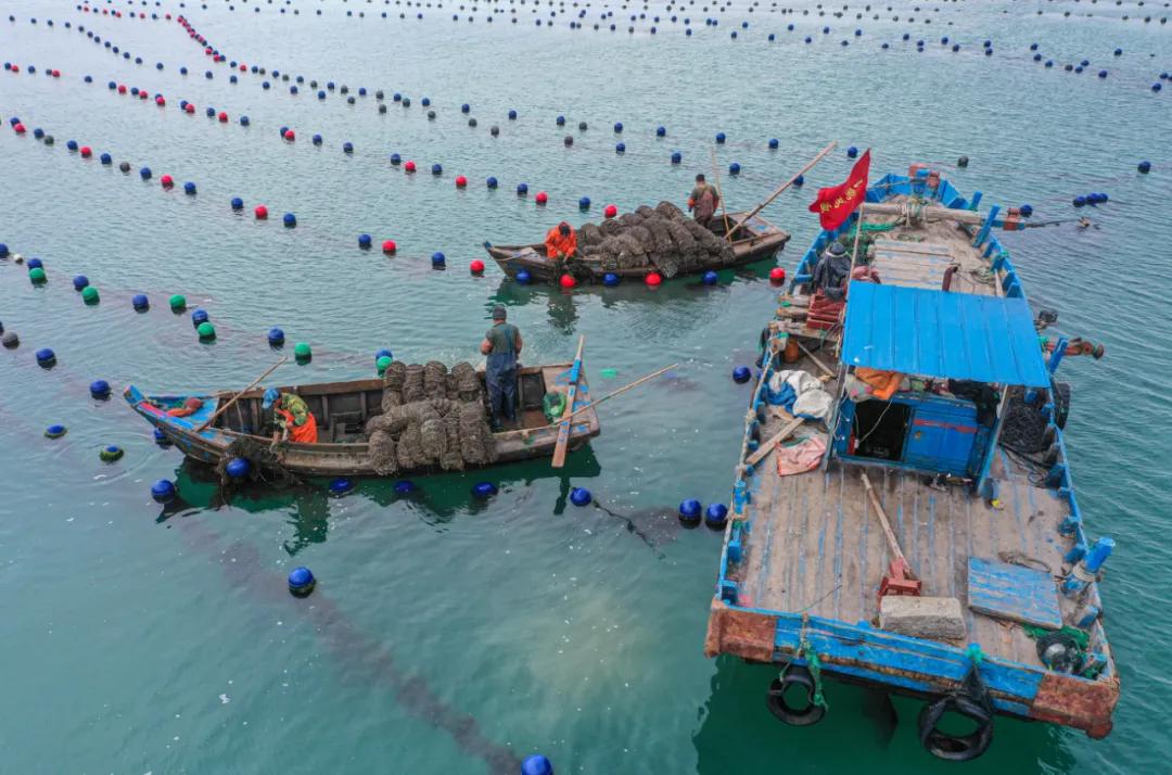 秋冬种植忙播种来年新希望,荣成扇贝分苗视频